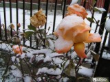 Kerti rózsa hóban: 2005.11.22 Érd