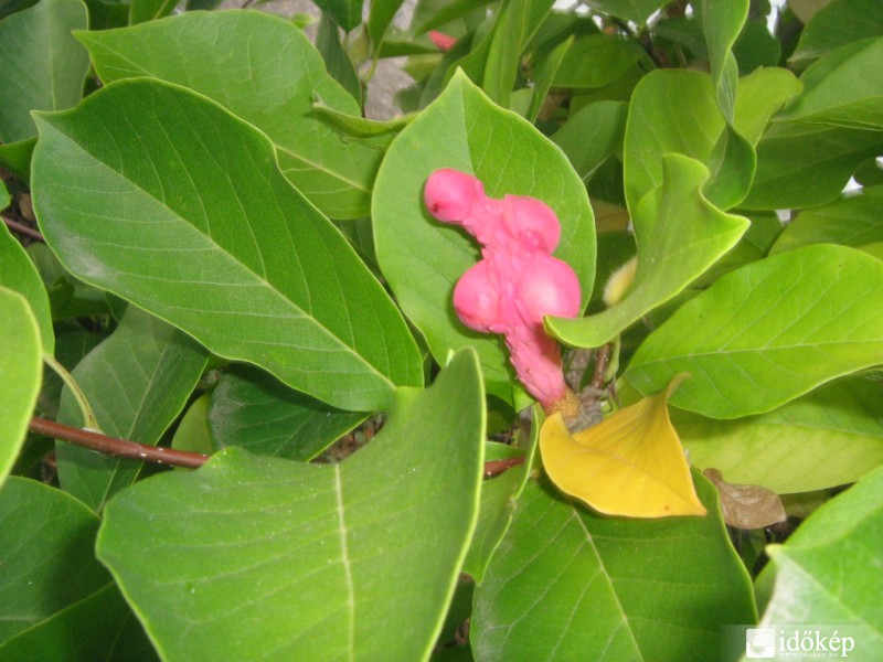 Liliomfa termése