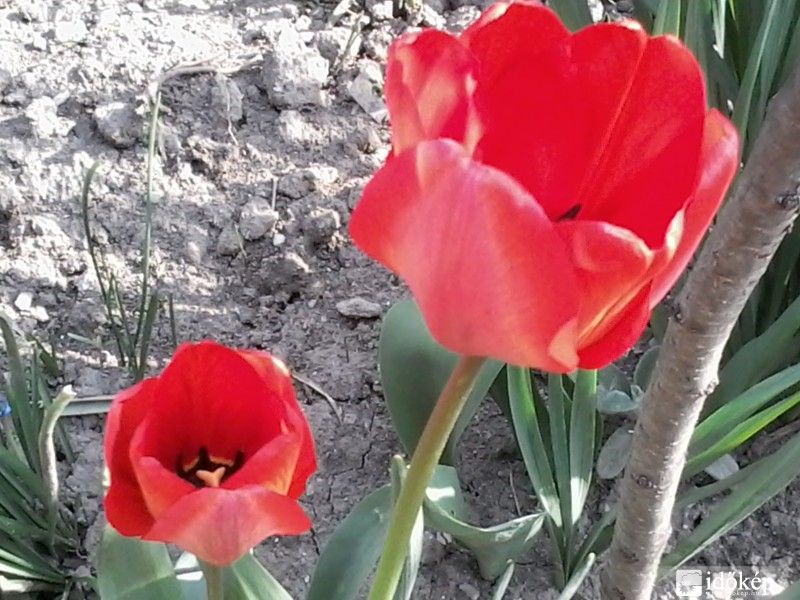 tulipános tavasz