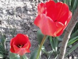 tulipános tavasz