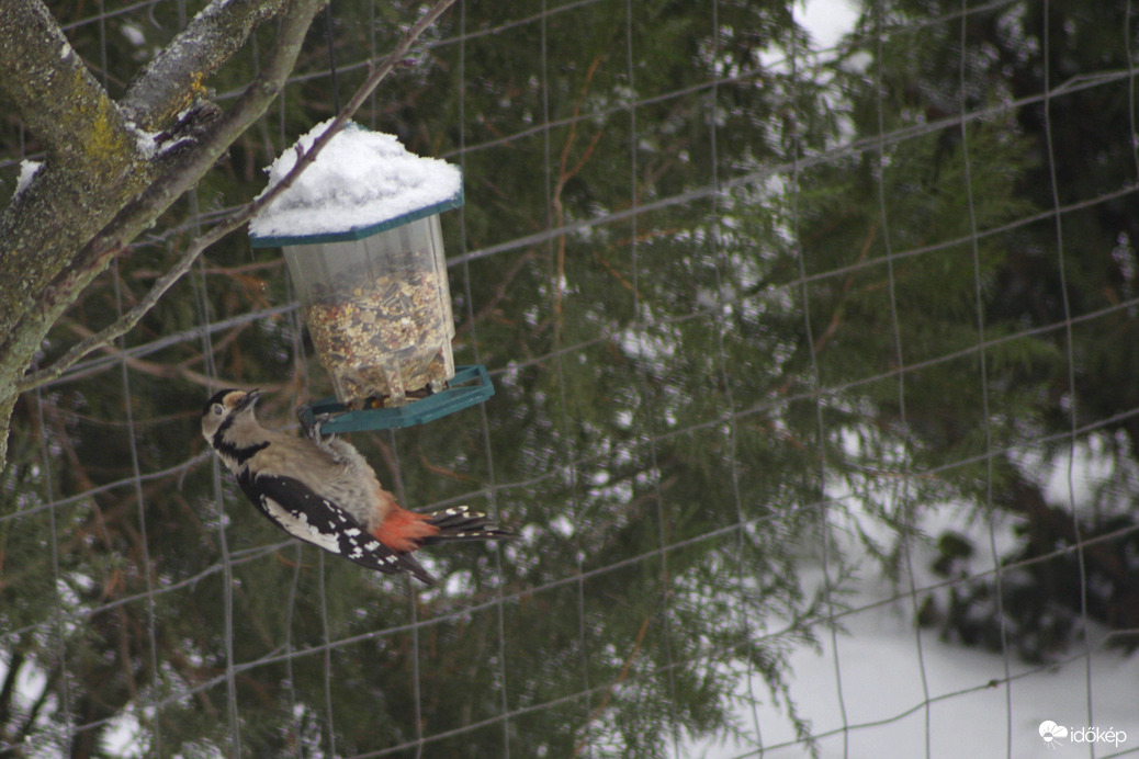 Harkály koma ebédelni próbál