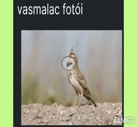 VASMALAC fotói mezei pacsirtáról