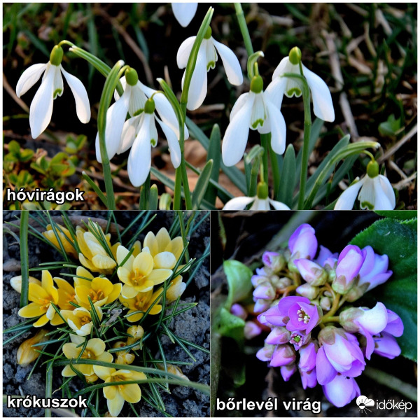 Zalaegerszeg - Tavaszi virágok
