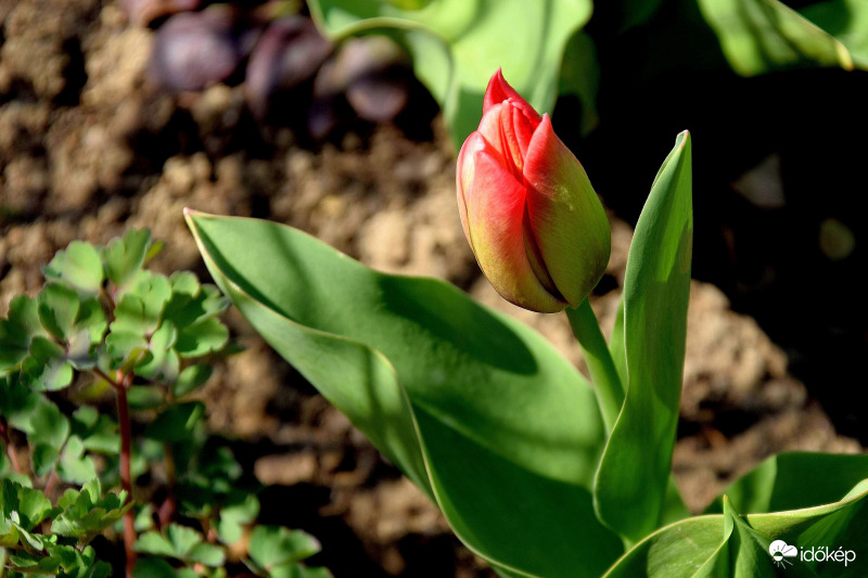 Zalaegerszeg - Nyíladozó tulipán