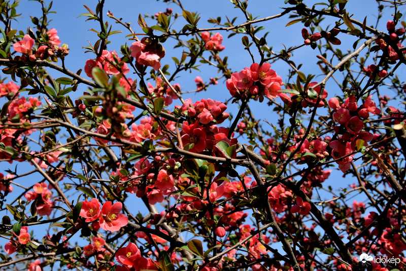Zalaegerszeg - Japánbirs virágzása