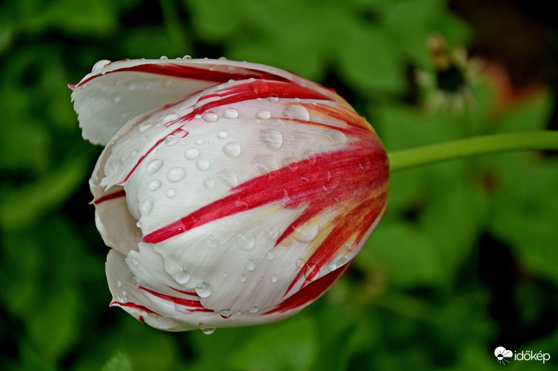 Zalaegerszeg - Tulipán eső után