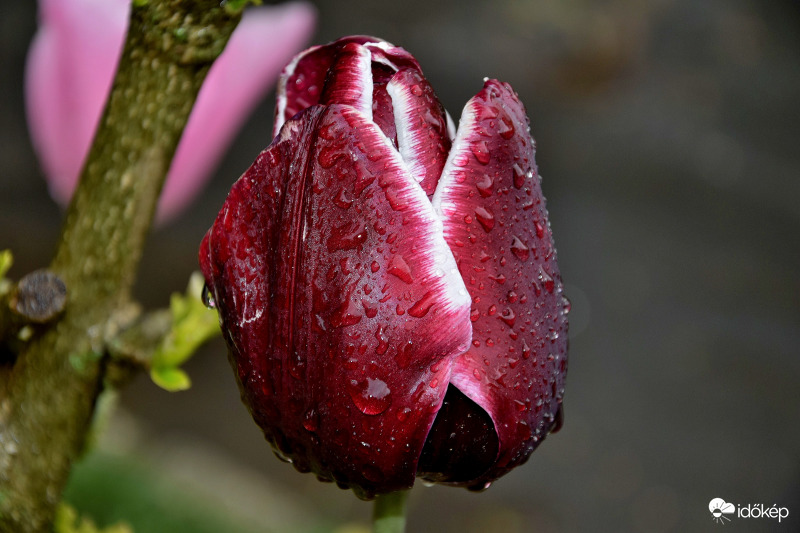 Zalaegerszeg - Tulipán esőcseppekkel