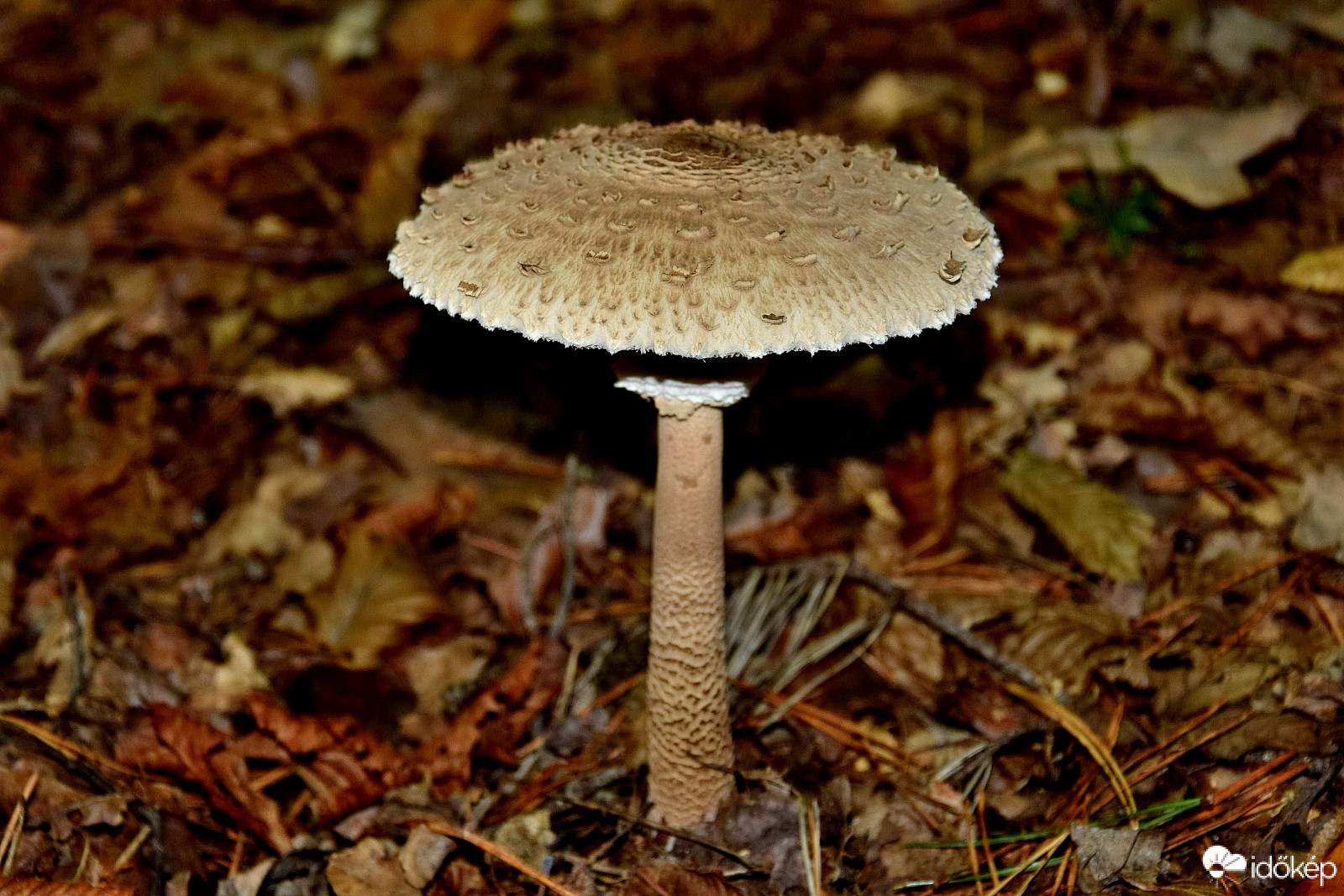 Zalaegerszeg Parkerdő