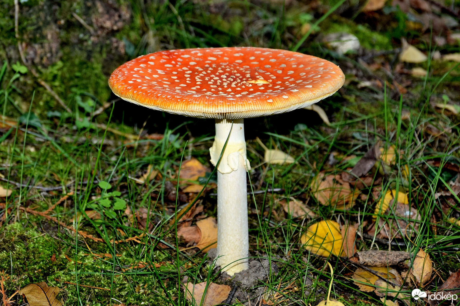Zalaegerszeg  - Gébárti tó melletti kiserdő