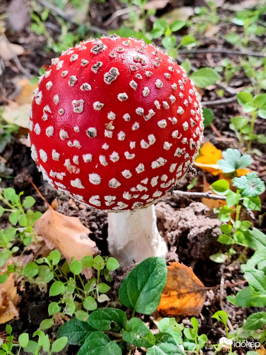 Zalaegerszeg Parkerdő 