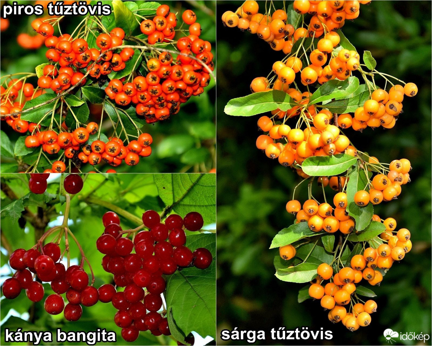 Zalaegerszeg Parkerdő