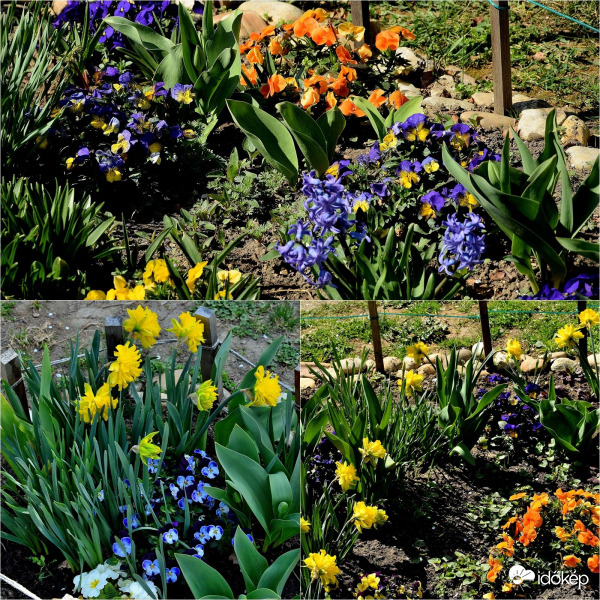 Zalaegerszeg - Napoznak a tavaszi virágaink 