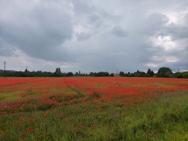 Pipacsmező Örvényes