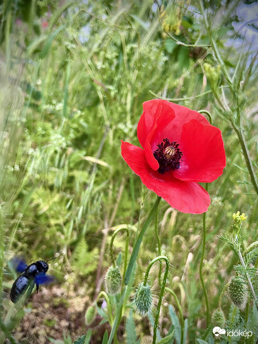 Tavasz