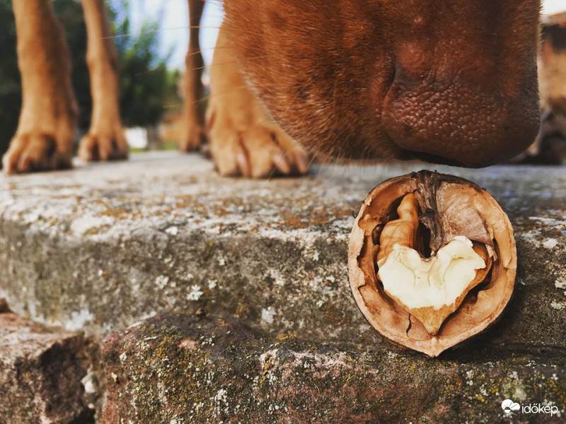 Diószív. Vizslaszerelem.Ősz<3