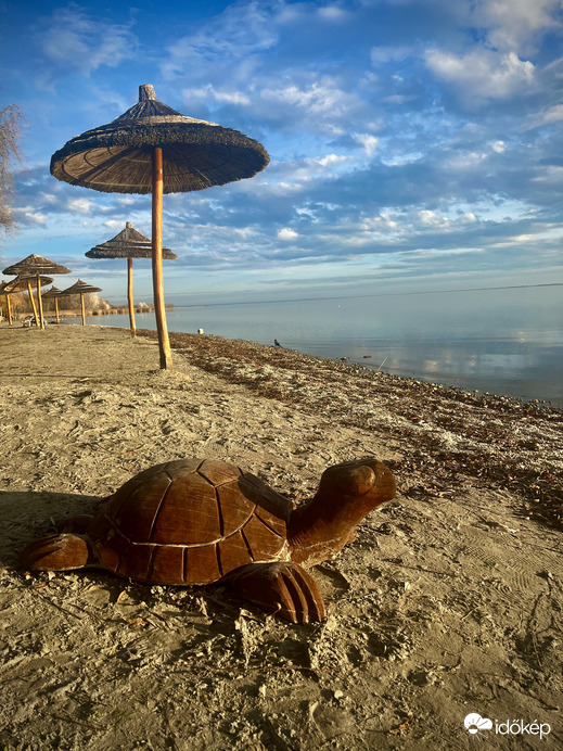 Karibi hangulat, kellemes idő, napozó teknős a vonyarcvashegyi strandon 2022 szilveszterén :)