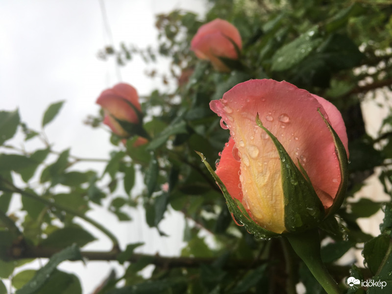 Rózsák az esőben