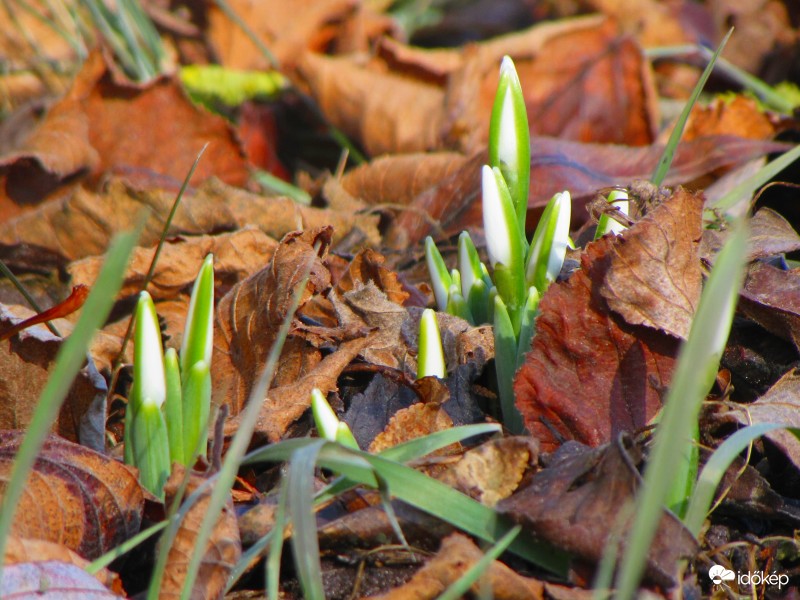 Közeleg a tavasz (?)