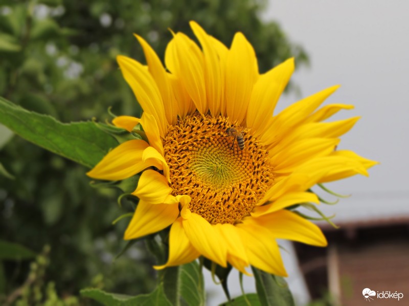 Kinyílt a napraforgó is :)