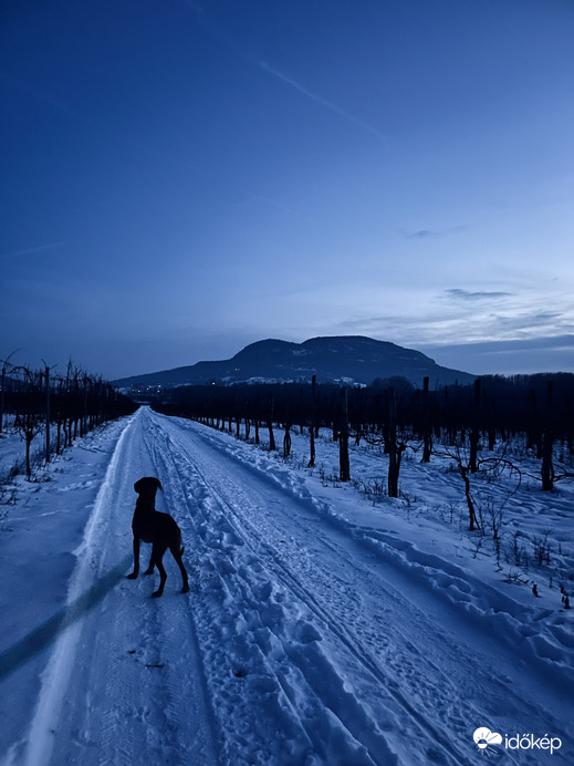 Esti kutyasétáltatás a havas szőlősorok között, hàttérben a Badacsony