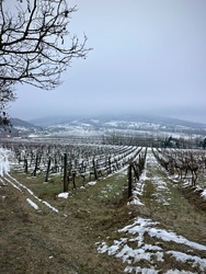 Ködbe burkolózott a Badacsony