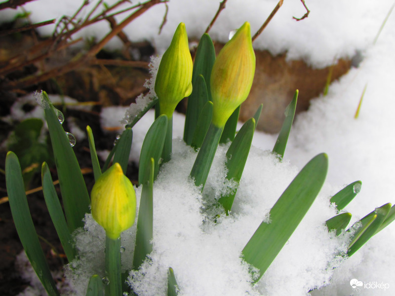 Tavaszváró-Télmarasztaló