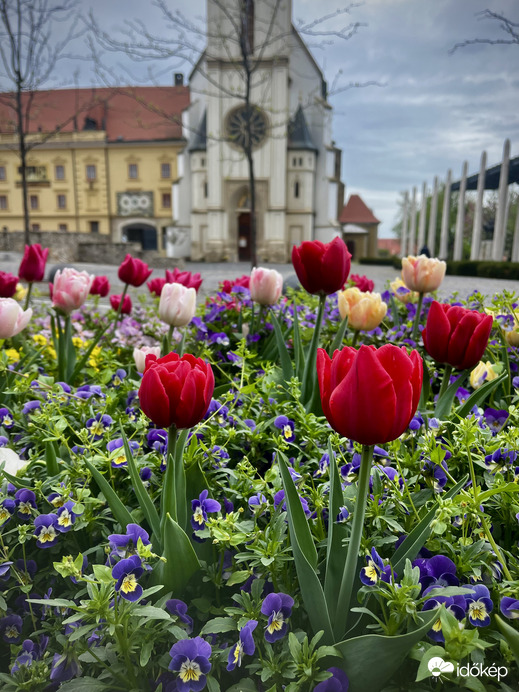 Tulipánok Keszthely főterén