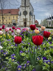 Tulipánok Keszthely főterén