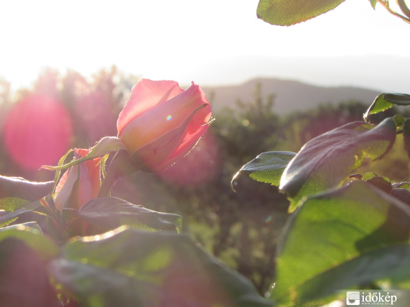 Rózsáink, háttérben a Szent György-heggyel :)