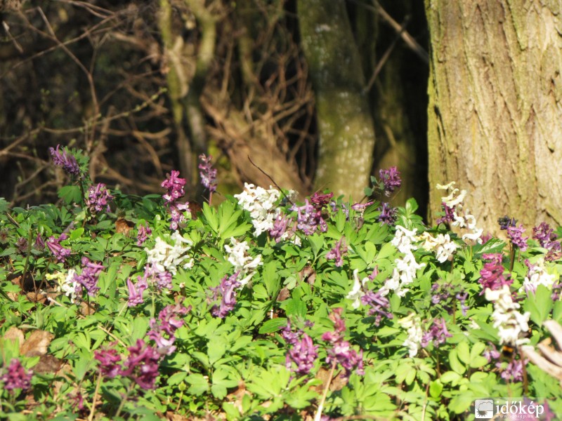 Márciusi erdőjárás