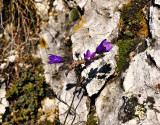 Pongyola harangvirág (Campanula sibirica), Vértes