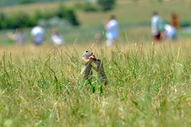 Ürge ebédje 3.