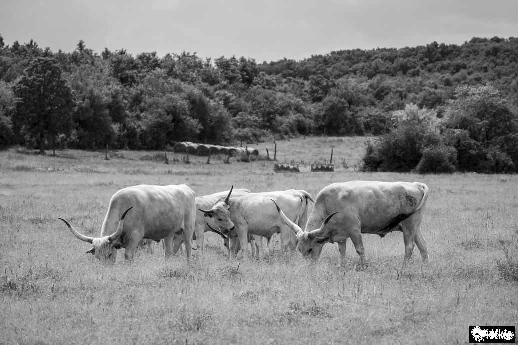 Szürkemarhák 3.
