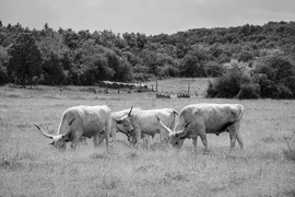 Szürkemarhák 3.