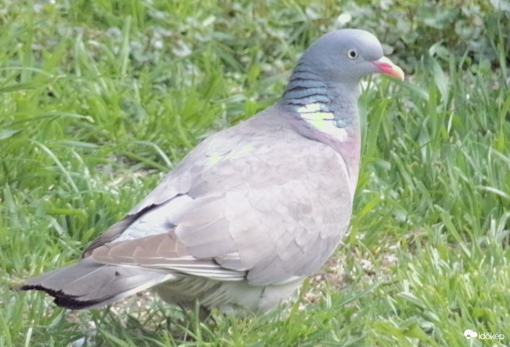 Szépség 1.