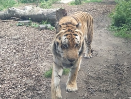 Szibériai tigris 