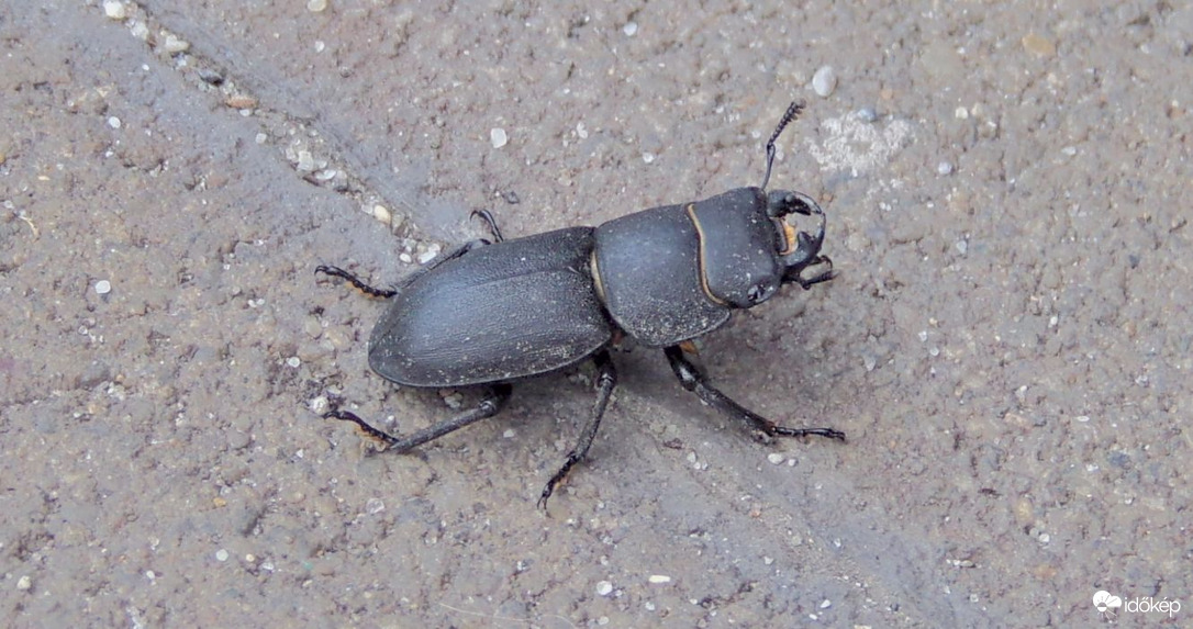 Egy különleges vendég :)