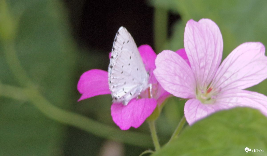 Megpihenő szépséges boglárkalepke 