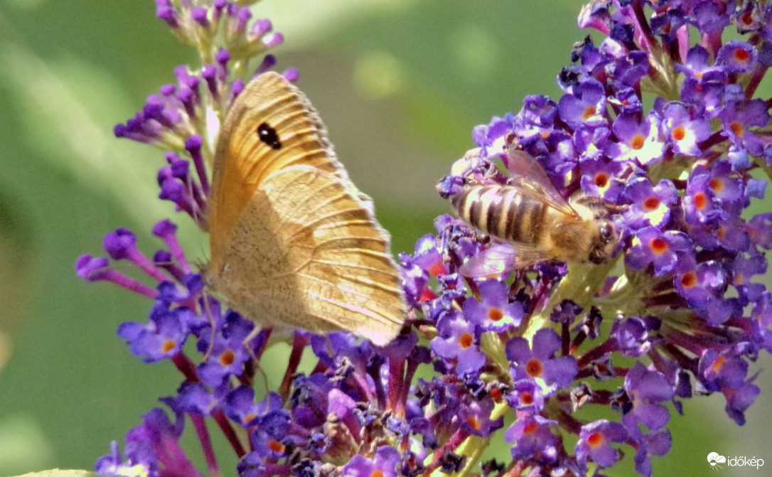 Háziméh és nagy ökörszemlepke :)