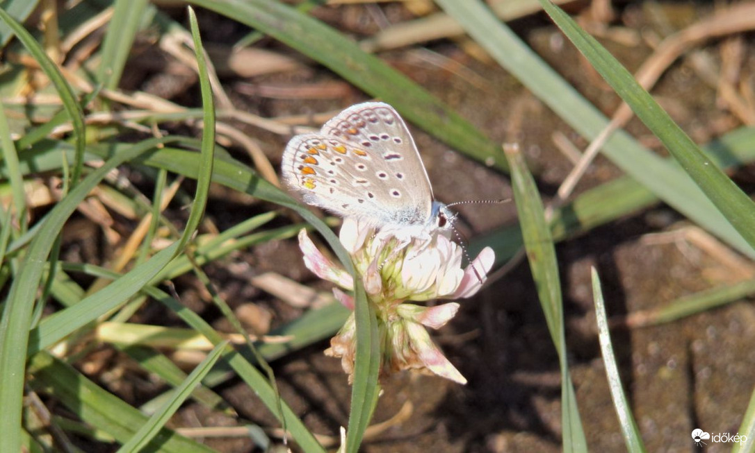 Közönséges boglárka a mai vendég :)