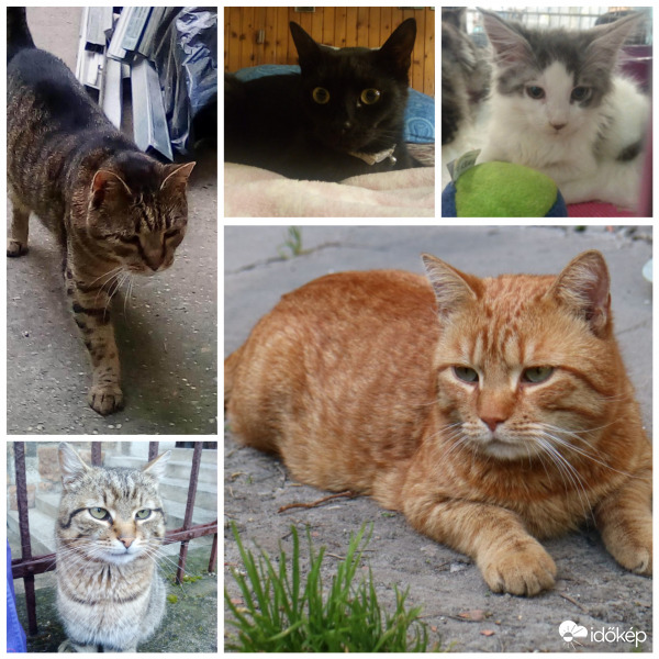 Macskák világnapja