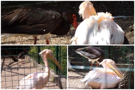 Angelika a Rózsás pelikán és Fekete gólya a Veszprémi állatkertben 