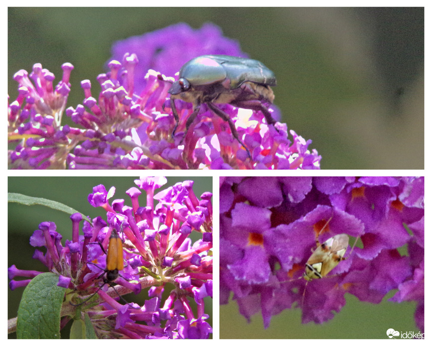 Érdekes kerti vendégek a nyáriorgonán