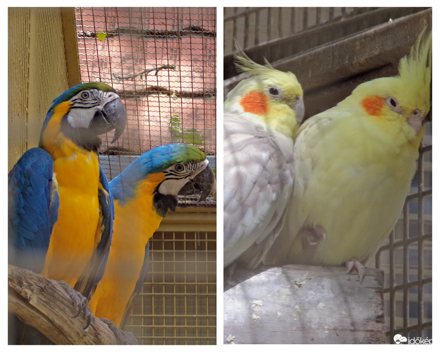 Sárga-kék arák és nimfa papagájok 