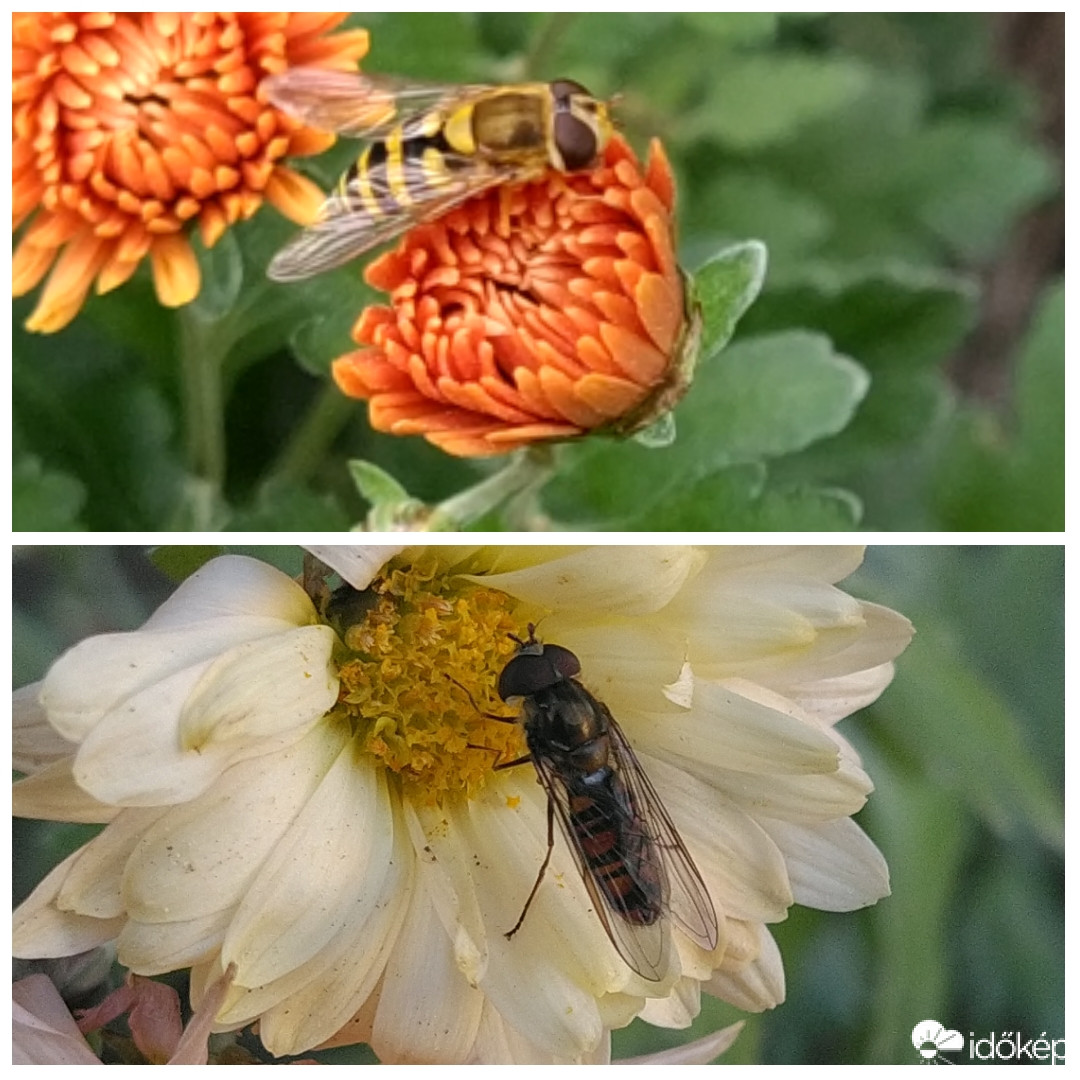 Közönséges zengőlégy, és ékfoltos zengőlégy