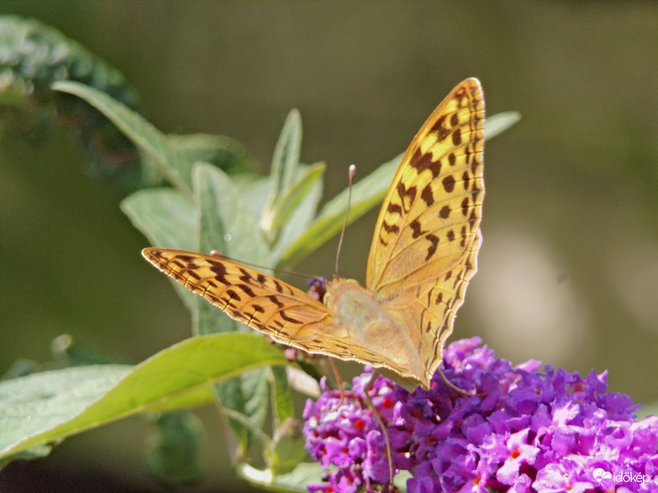 Egy gyöngyházlepke véleménye a nyáriorgonáról :)