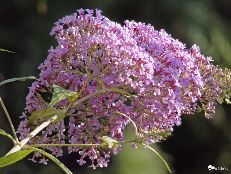 Gulliver nyáriorgona 