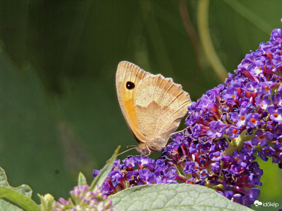 Szépséges nagy ökörszemlepke :)