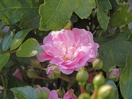 Egy szépséges rózsa a nyár első napján :)