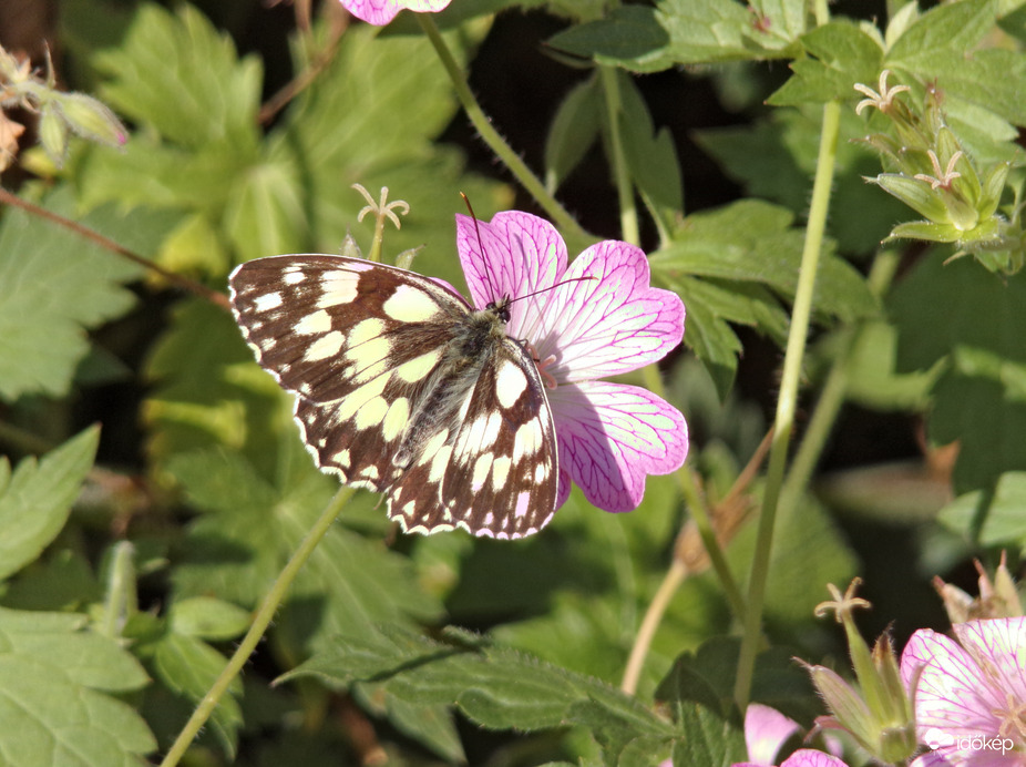 Gyönyörű sakktáblalepke a gólyaorron :)